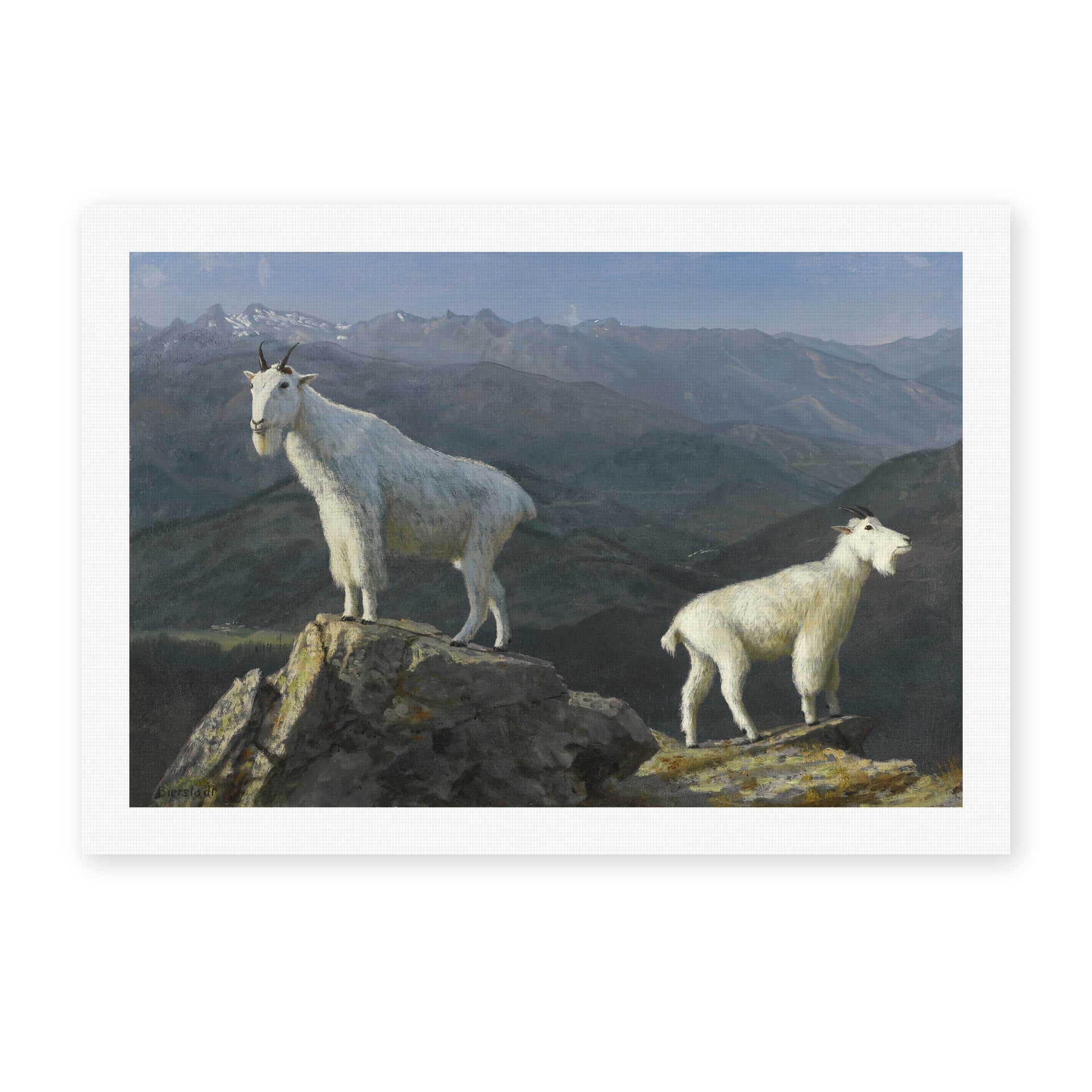 Albert Bierstadt's 'Mountain Goats' painting reproduced as a rolled canvas print