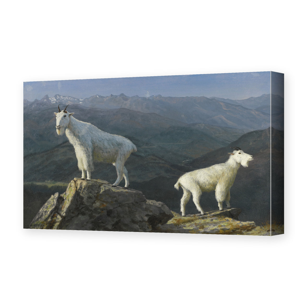 Albert Bierstadt's 'Mountain Goats' painting reproduced as a gallery-wrapped canvas print