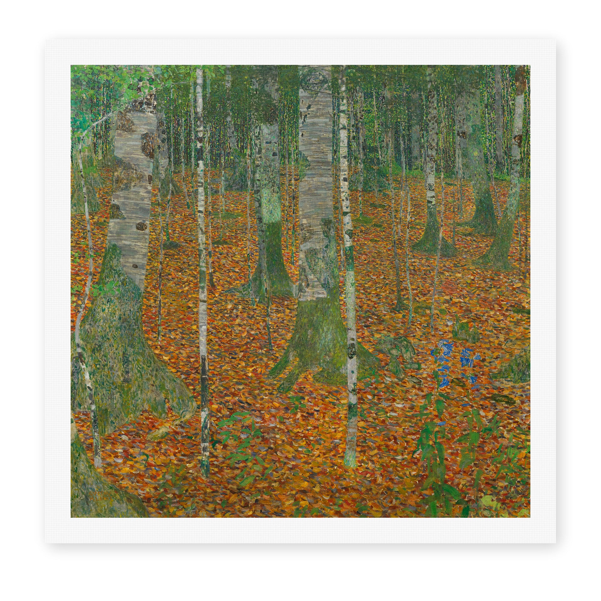Gustav Klimt's 'Birch Forest' painting reproduced as a rolled canvas print