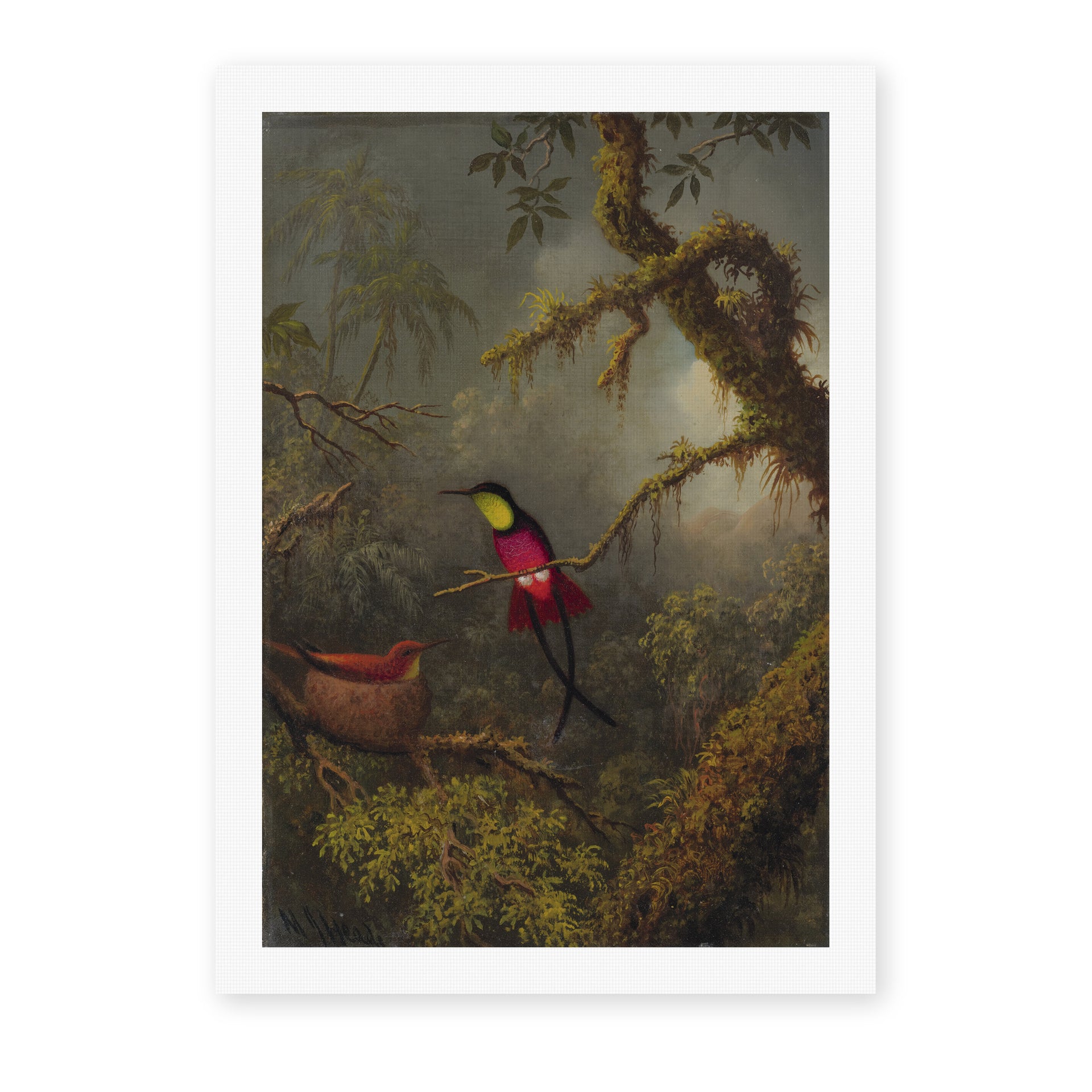 Martin Johnson Heade's 'A Pair of Nesting Crimson Topaz Hummingbirds' painting reproduced as a rolled canvas print