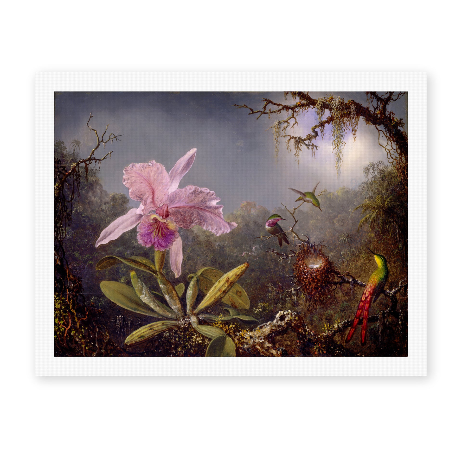 Martin Johnson Heade's 'Cattleya Orchid and Three Hummingbirds' painting reproduced as a rolled canvas print
