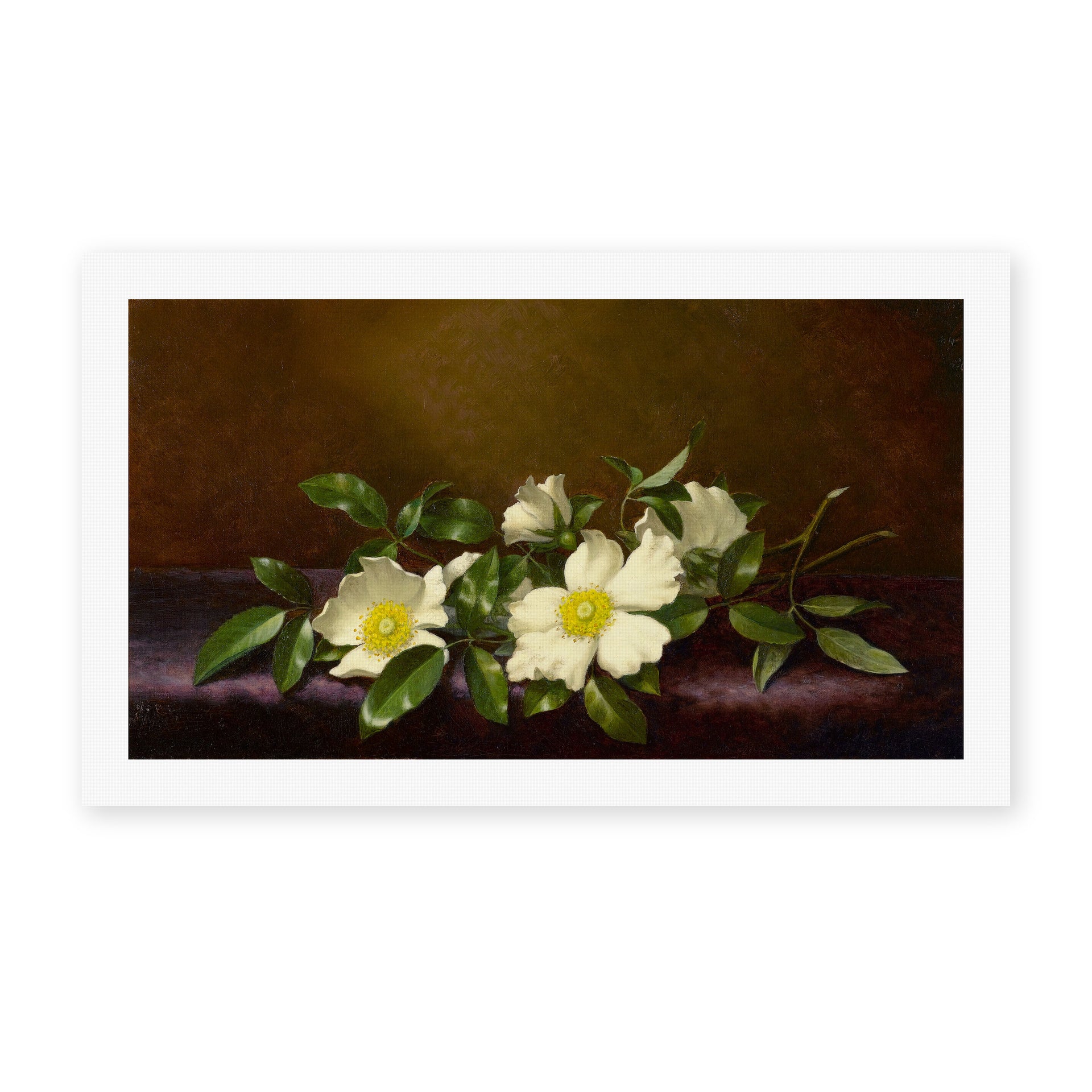 Martin Johnson Heade's 'Cherokee Roses on a Purple Cloth' painting reproduced as a rolled canvas print