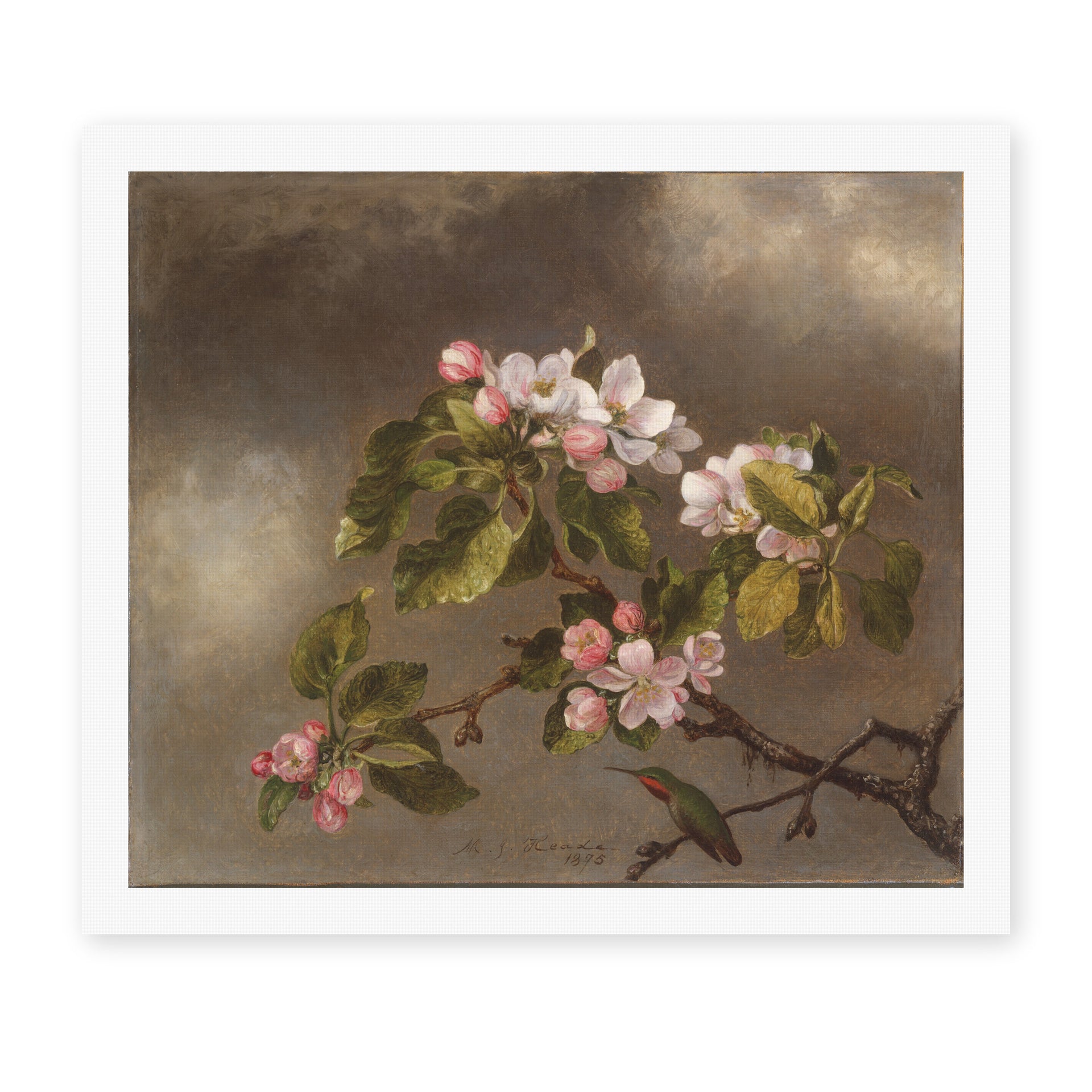 Martin Johnson Heade's 'Hummingbird and Apple Blossoms' painting reproduced as a rolled canvas print