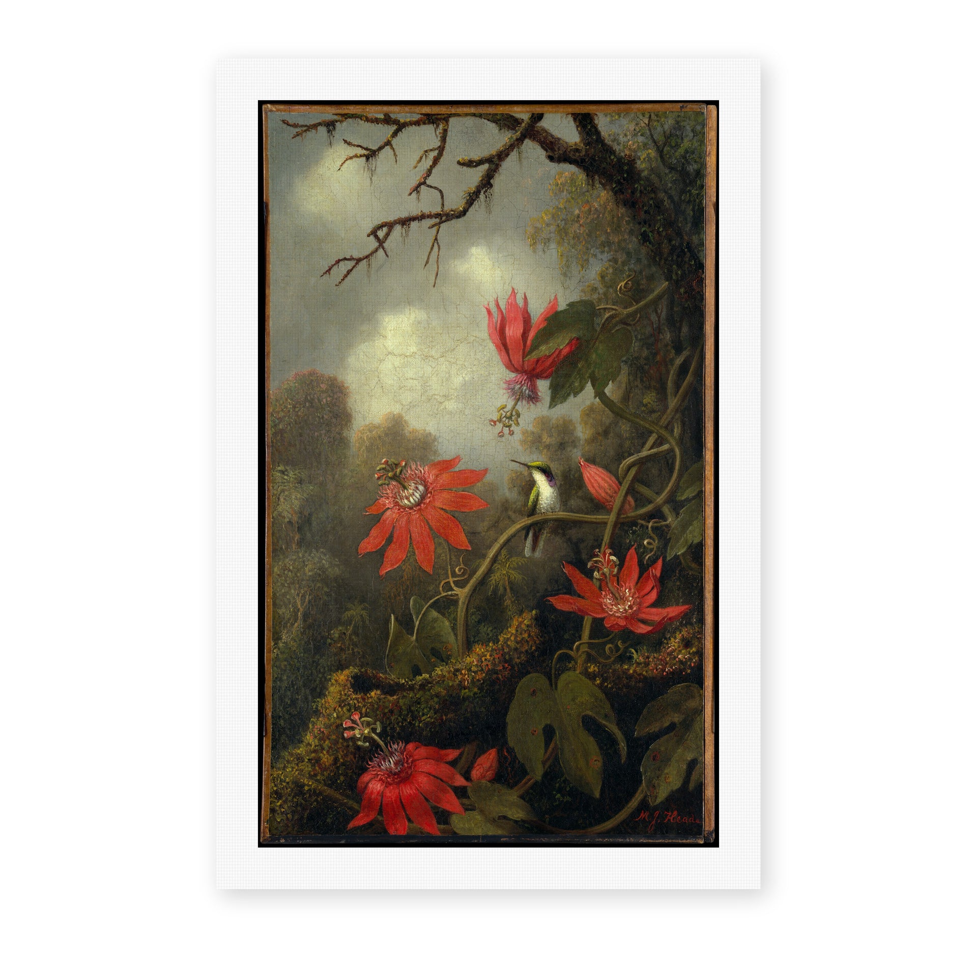 Martin Johnson Heade's 'Hummingbird and Passionflowers' painting reproduced as a rolled canvas print