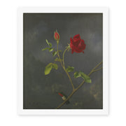 Martin Johnson Heade's 'Red Rose with Ruby Throat' painting reproduced as a rolled canvas print