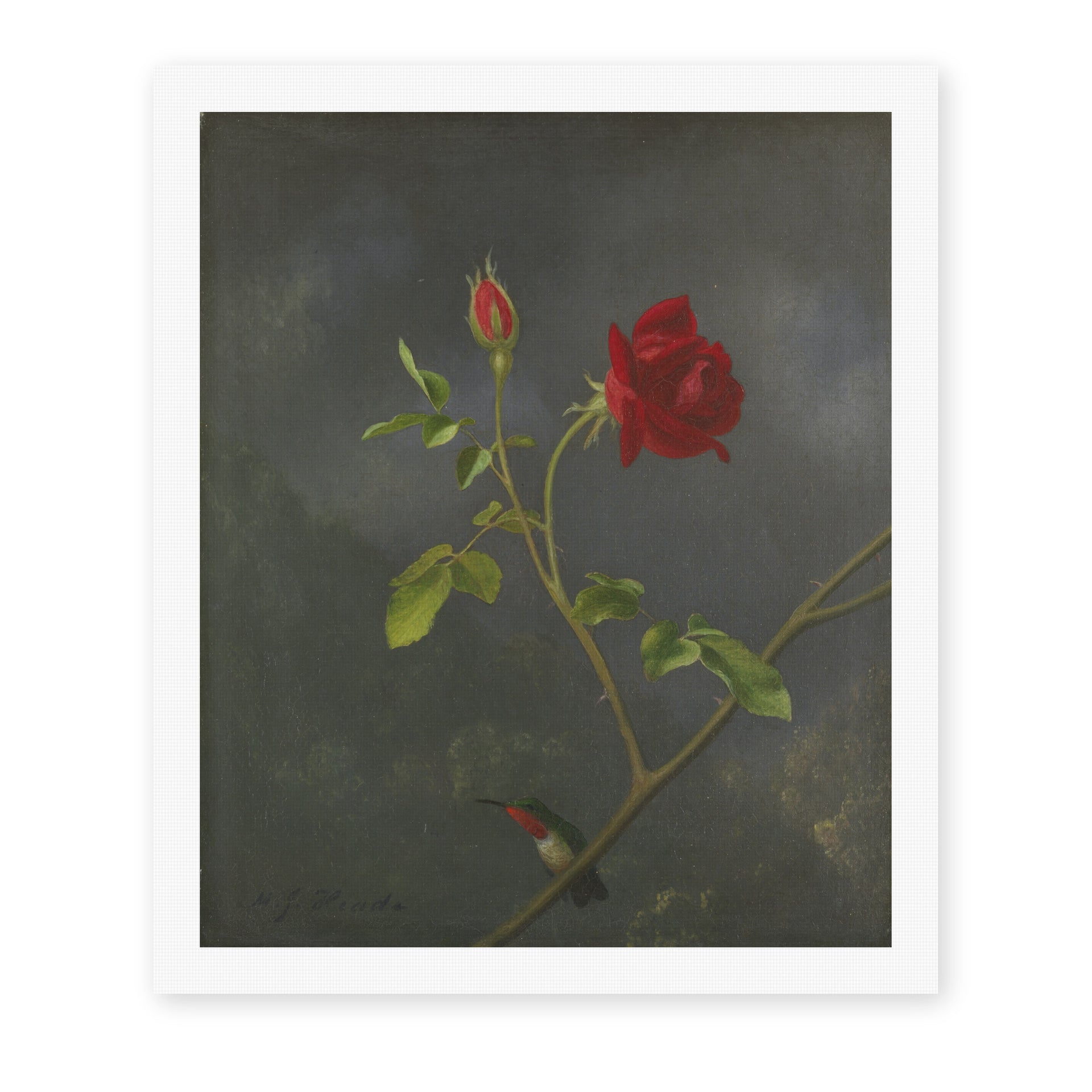 Martin Johnson Heade's 'Red Rose with Ruby Throat' painting reproduced as a rolled canvas print