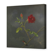 Martin Johnson Heade's 'Red Rose with Ruby Throat' painting reproduced as a gallery-wrapped canvas print