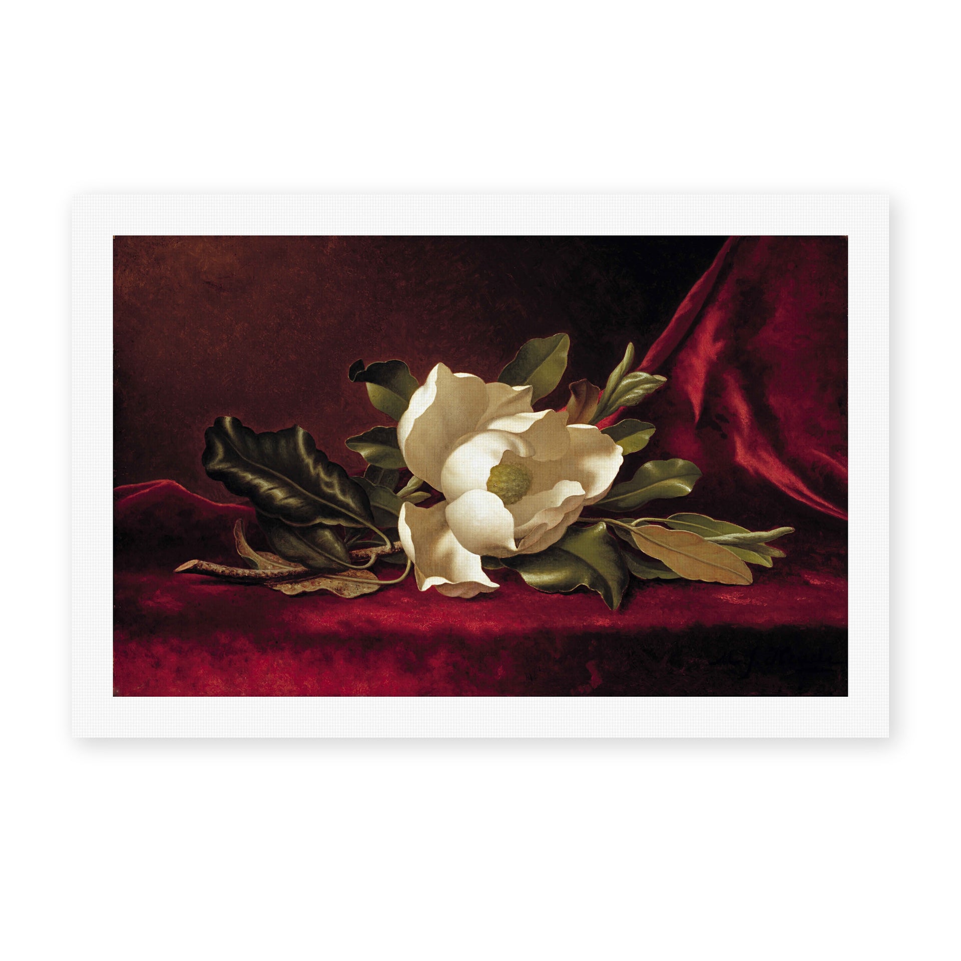 Martin Johnson Heade's 'The Magnolia Blossom' painting reproduced as a rolled canvas print