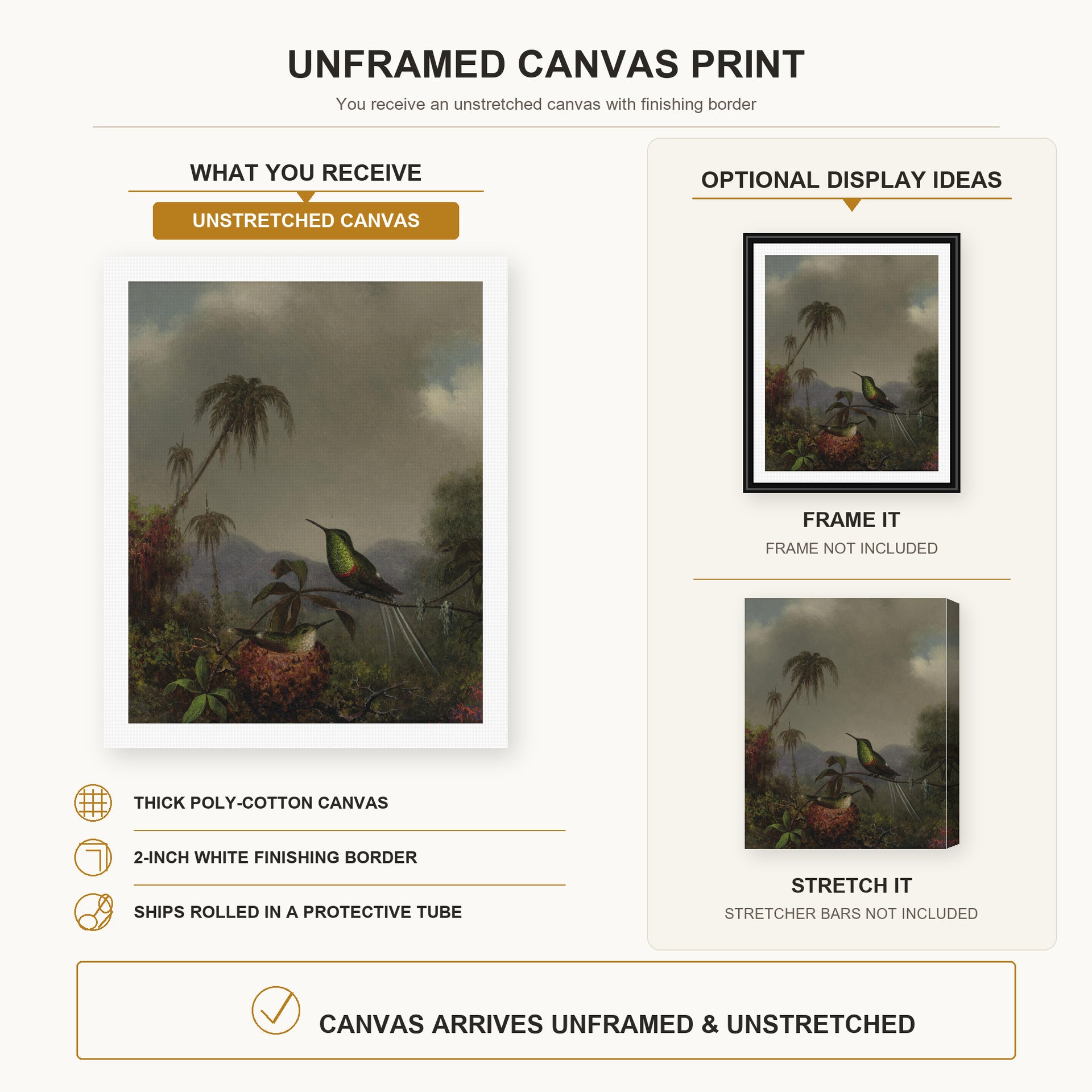 Martin Johnson Heade - Two Thorn Tails (Langsdorffs Thorn Tail Brazil) canvas print size comparison and framing display infographic