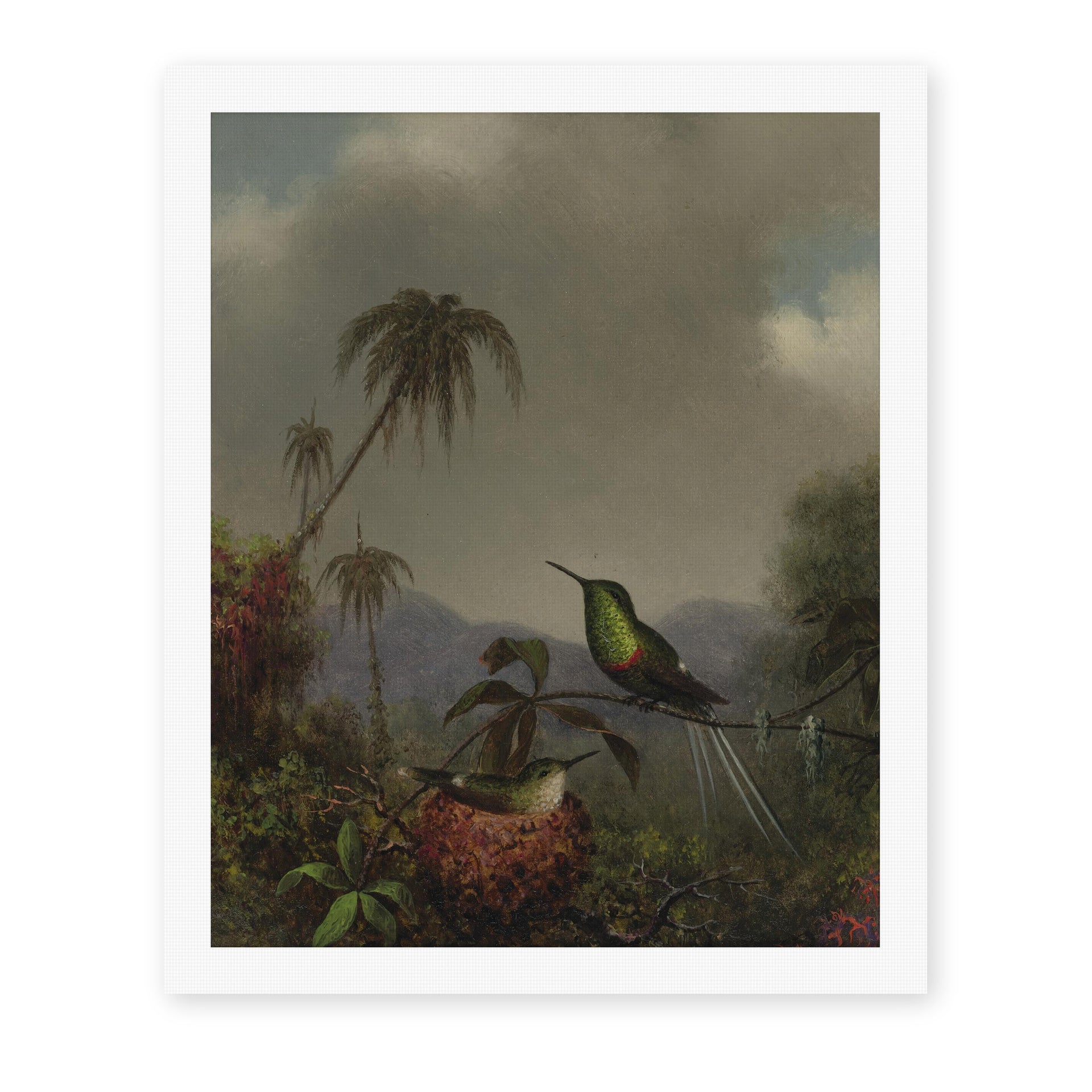 Martin Johnson Heade's 'Two Thorn Tails (Langsdorffs Thorn Tail Brazil)' painting reproduced as a rolled canvas print