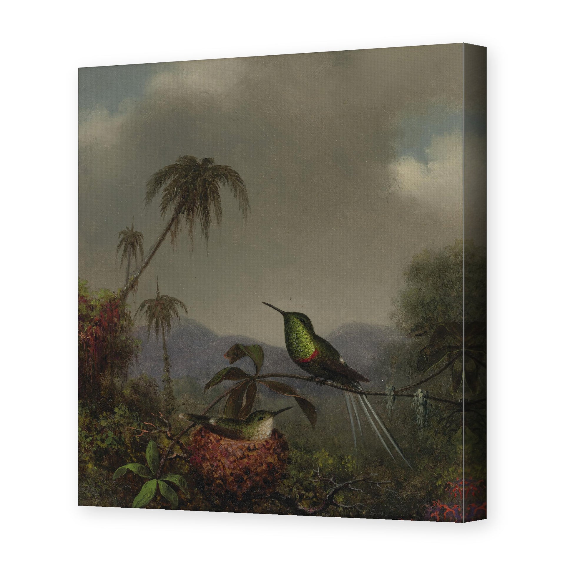 Martin Johnson Heade's 'Two Thorn Tails (Langsdorffs Thorn Tail Brazil)' painting reproduced as a gallery-wrapped canvas print