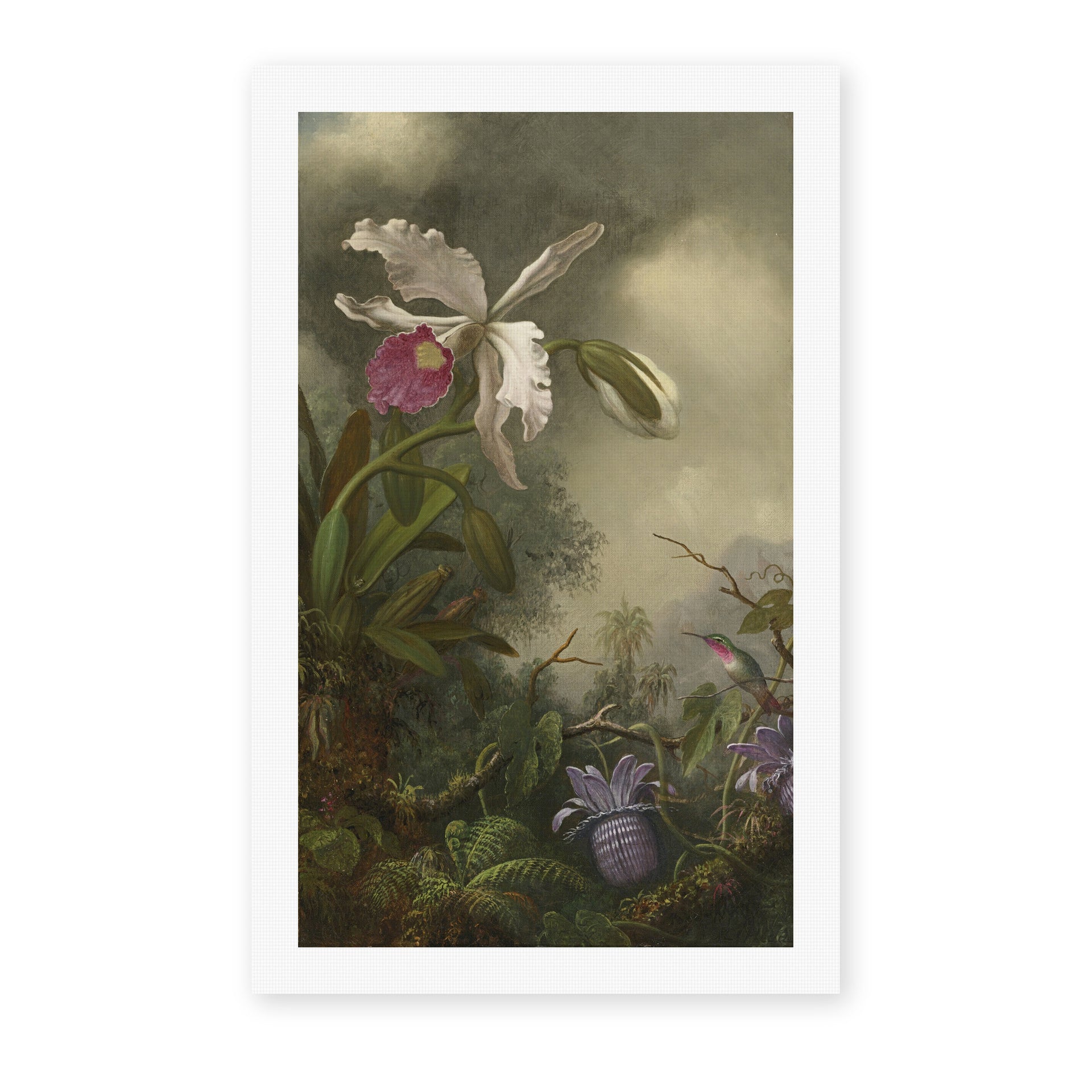 Martin Johnson Heade's 'White Orchid and Hummingbird' painting reproduced as a rolled canvas print