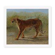 Rosa Bonheur's 'Royal Tiger Marching' painting reproduced as a rolled canvas print