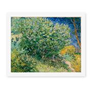 Vincent van Gogh's 'Lilac Bush' painting reproduced as a rolled canvas print