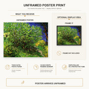 Vincent van Gogh - Lilacs poster print size comparison and framing display infographic