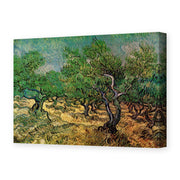 Vincent van Gogh's 'Olive Grove' painting reproduced as a gallery-wrapped canvas print