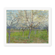 Vincent van Gogh's 'Orchard with Blossoming Apricot Trees' painting reproduced as a rolled canvas print