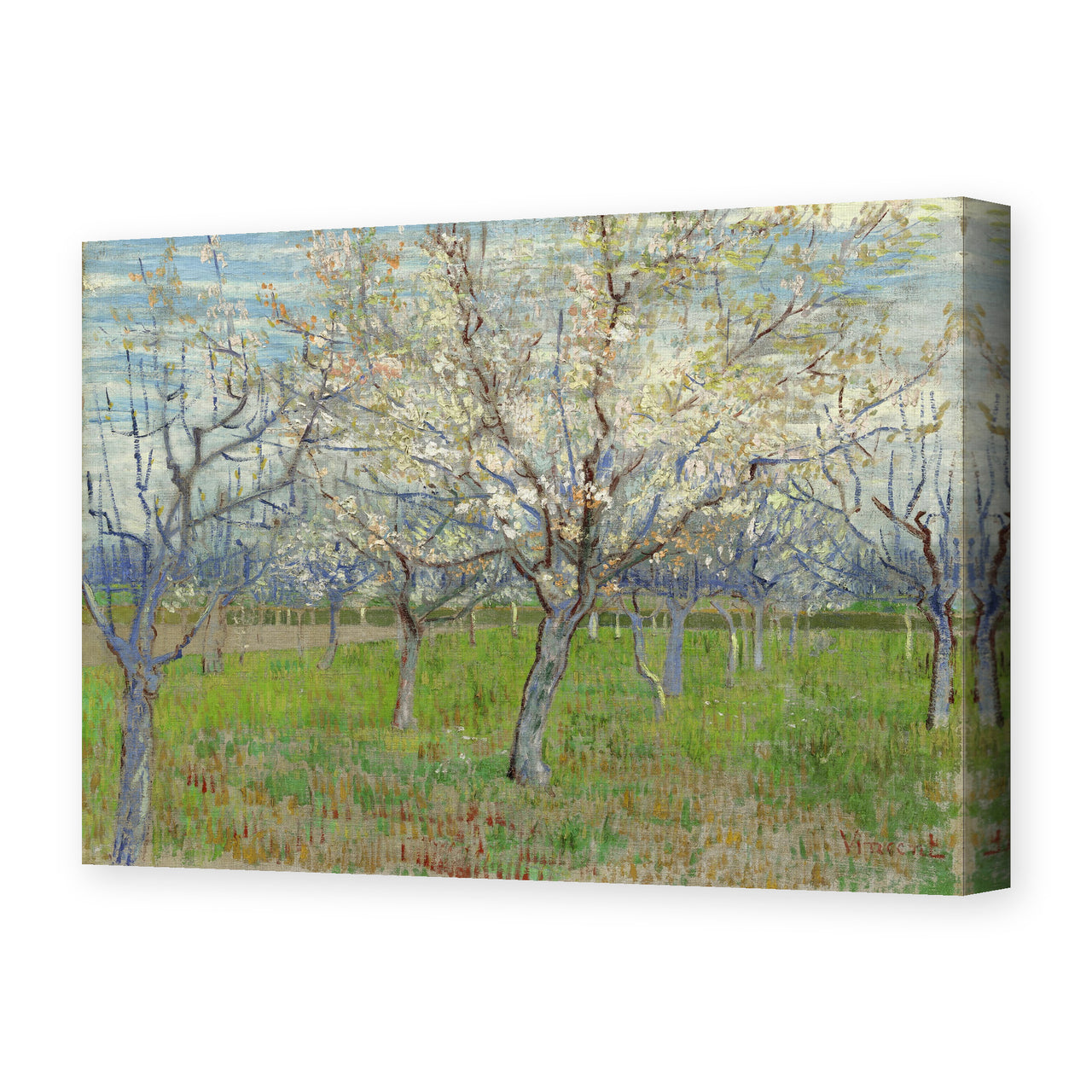 Vincent van Gogh's 'Orchard with Blossoming Apricot Trees' painting reproduced as a gallery-wrapped canvas print