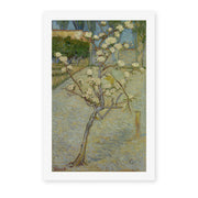 Vincent van Gogh's 'Small Pear Tree in Blossom' painting reproduced as a rolled canvas print