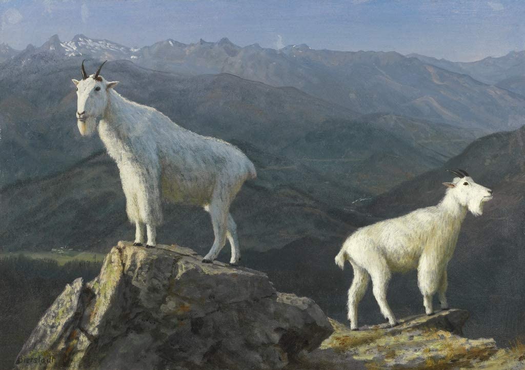 Albert Bierstadt - Mountain Goats