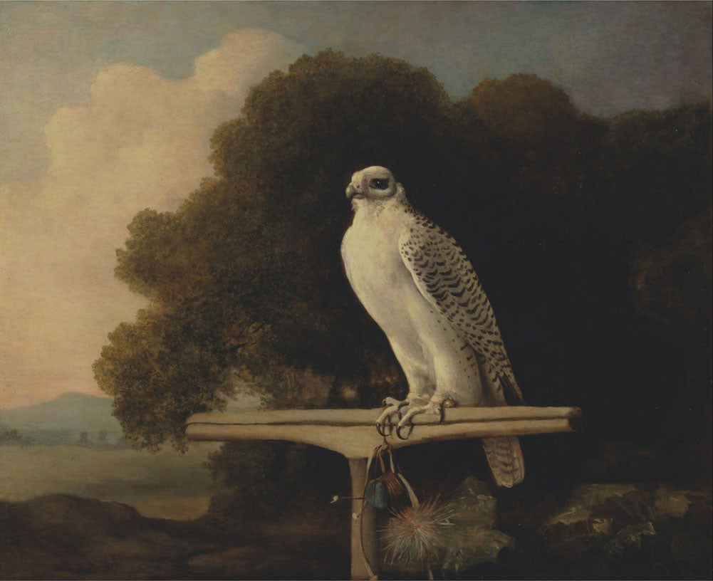 George Stubbs - Greenland Falcon