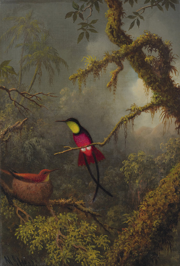 Martin Johnson Heade - A Pair of Nesting Crimson Topaz Hummingbirds