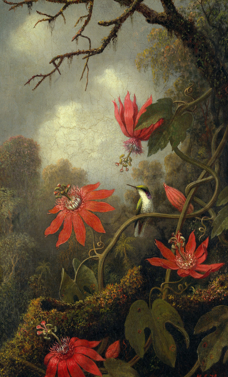 Martin Johnson Heade - Hummingbird and Passionflowers