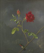 Martin Johnson Heade - Red Rose with Ruby Throat