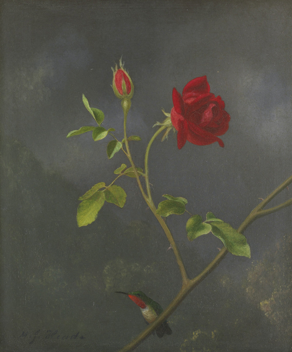 Martin Johnson Heade - Red Rose with Ruby Throat