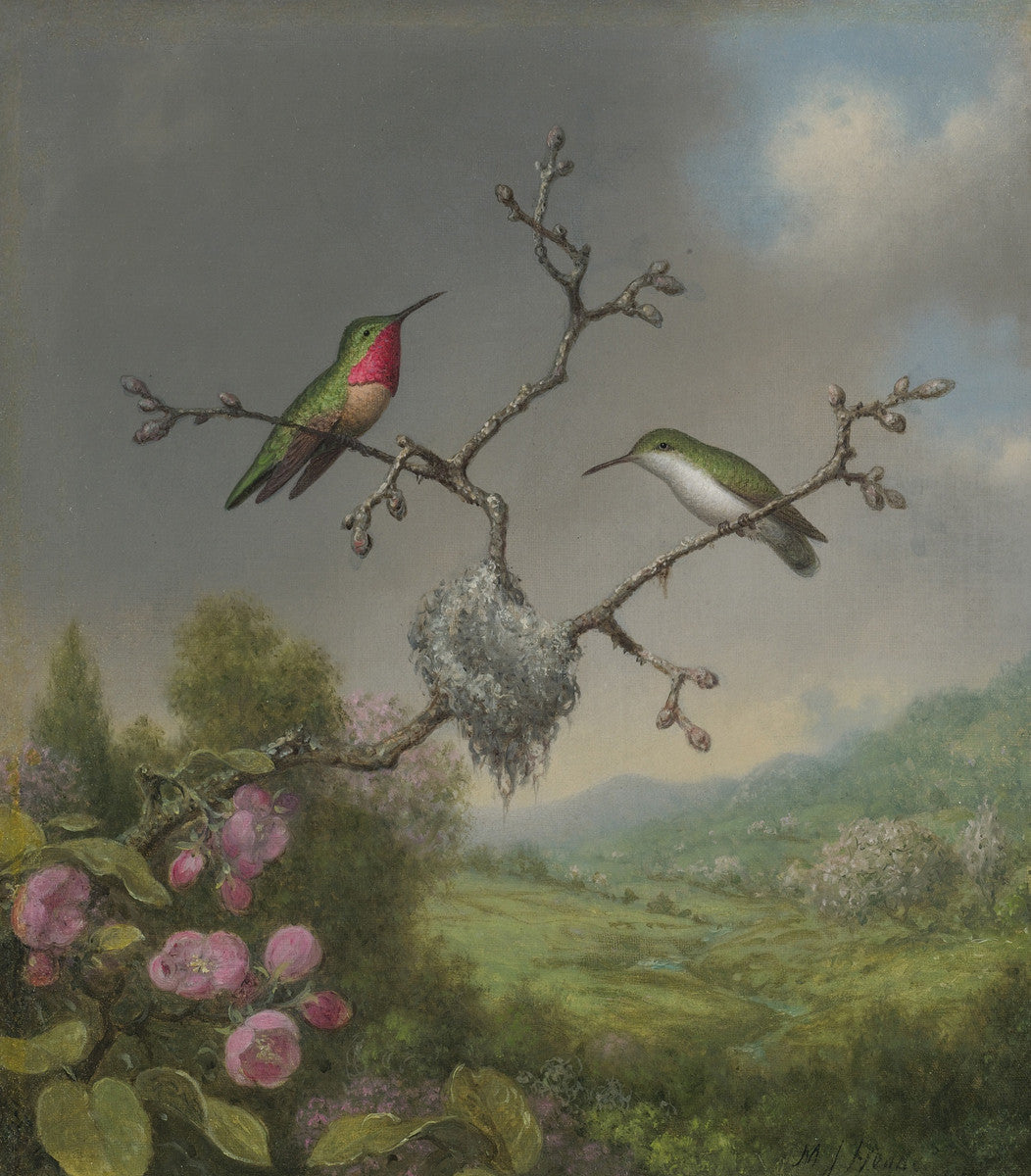 Martin Johnson Heade - Ruby Throated Hummingbird