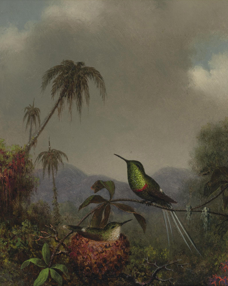 Martin Johnson Heade - Two Thorn Tails (Langsdorffs Thorn Tail Brazil)-Reproduction-Get Custom Art