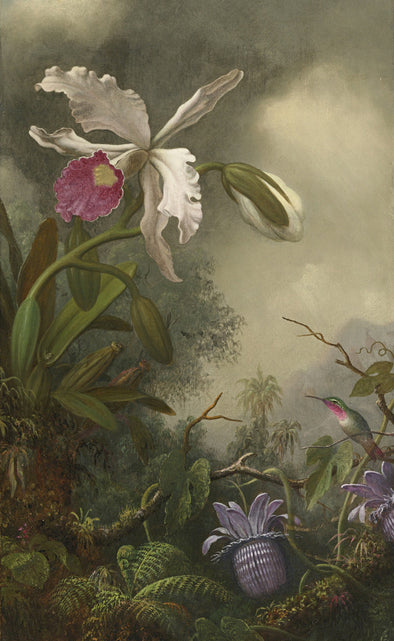 Martin Johnson Heade - White Orchid and Hummingbird