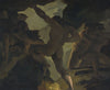 Théodore Géricault - Episode De La Guerre Des Titans